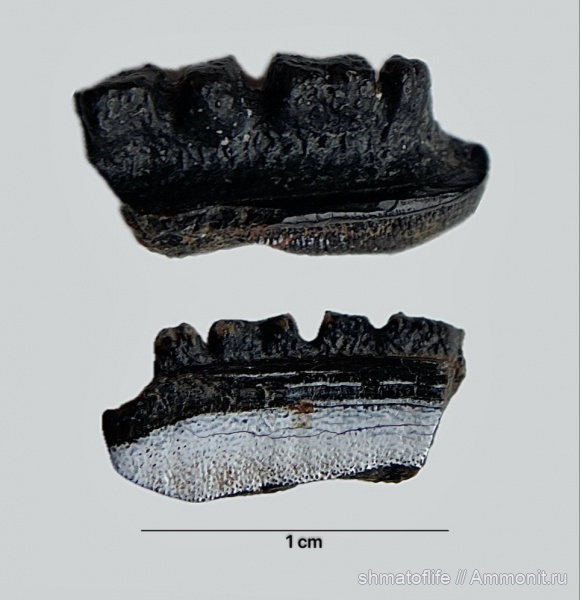 карбон, зубы, Polyrhizodus, Борщевский