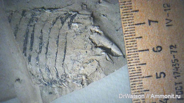 палеоген, членистоногие, ракообразные, олигоцен, р. Пшеха