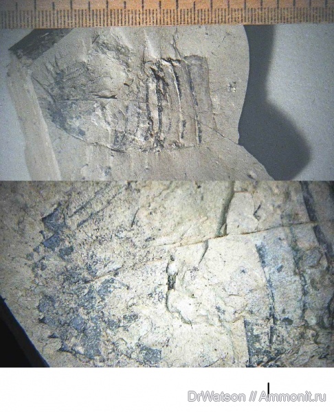 палеоген, членистоногие, ракообразные, олигоцен, р. Пшеха