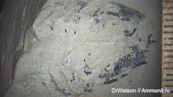 палеоген, членистоногие, ракообразные, олигоцен, р. Пшеха