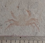 Краб  "плавунец" (?)