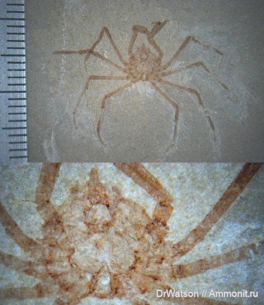 миоцен, членистоногие, ракообразные, олигоцен, крабы, Апшеронский район, Platymaia, Platymaia lethaea