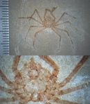 Крабик  Platymaia lethaea   (Smirnov, 1929).