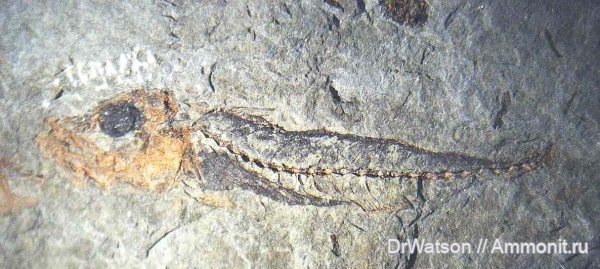 неоген, рыбы, миоцен, Апшеронский район, р. Пшеха, fish, Scomber, скумбрия, караганский ярус