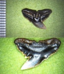 Galeorhinus sp. (?)