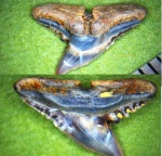 Ёщё один целенький Carcharhiniformes.