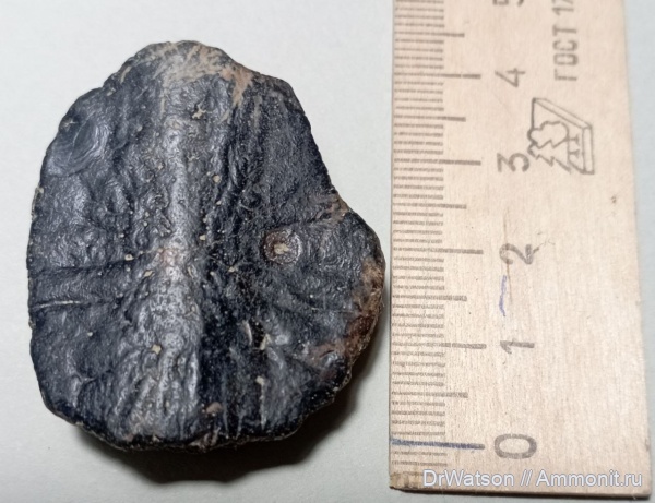 рептилии, неоген, черепахи, Trionyx, Горячий Ключ, Сарматский ярус, р.Апчас