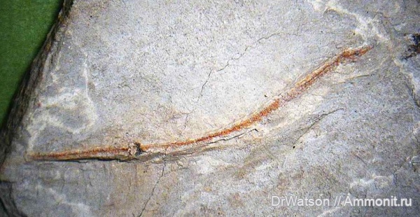 неоген, рыбы, миоцен, Горячий Ключ, р. Псекупс, fish, рыба-игла, Syngnathus, караганский ярус