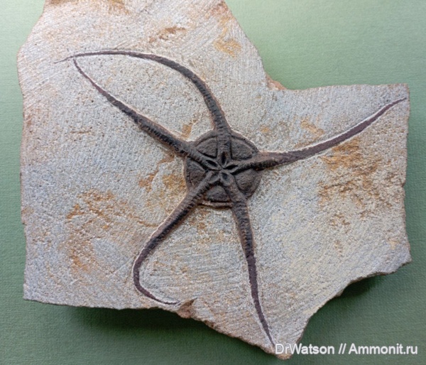 Подарки и приобретения.