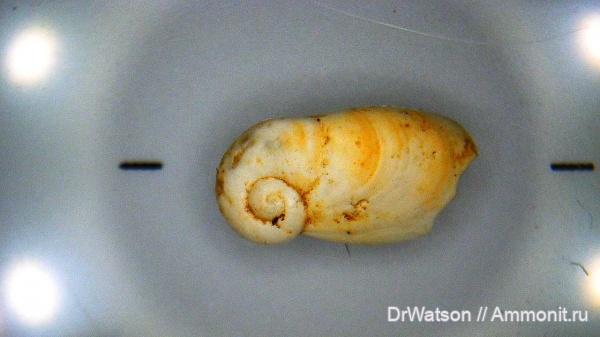 гастроподы, моллюски, неоген, миоцен, Gastropoda, Горячий Ключ, средний миоцен, р. Апчас