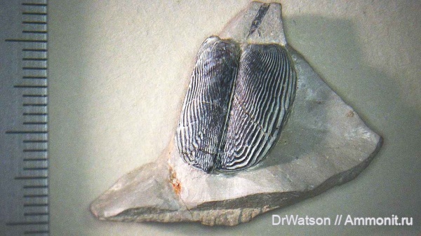 аммониты, мел, нижний мел, берриас, аптихи, Горячий Ключ, aptychus, р. кобза