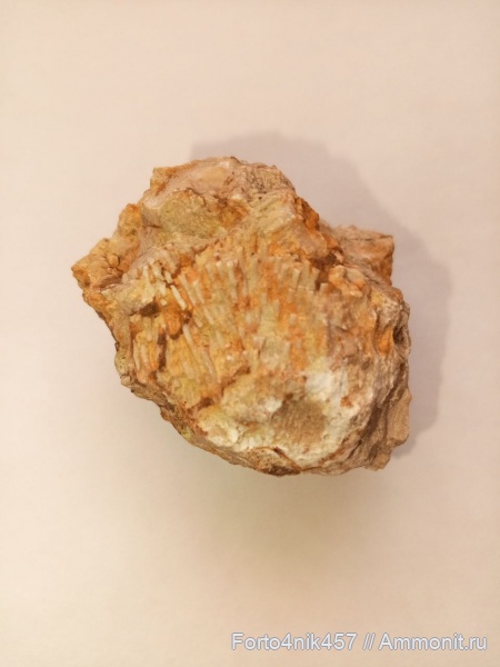 меловой период, Иглы морского ежа