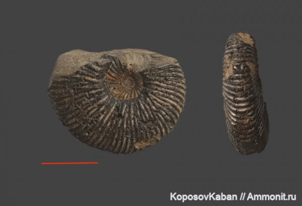 юра, Ундоры, р. Волга, Virgatitidae, Michailoviceras