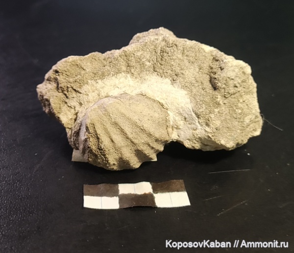 Гжель, Meekella