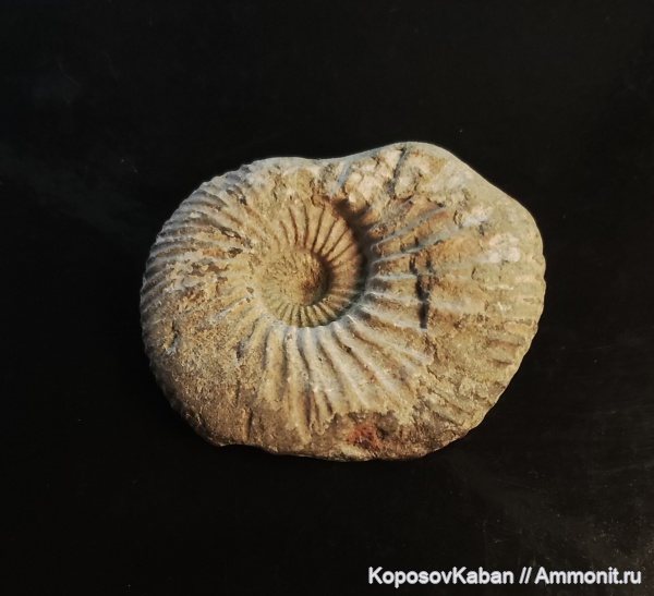 аммониты, юра, Ундоры, Taimyrosphinctes