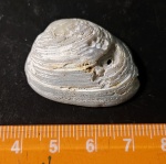 Прошу помощи с двустворчатым моллюском Astarte sp.(?)