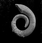 Euomphalus - гетероморф