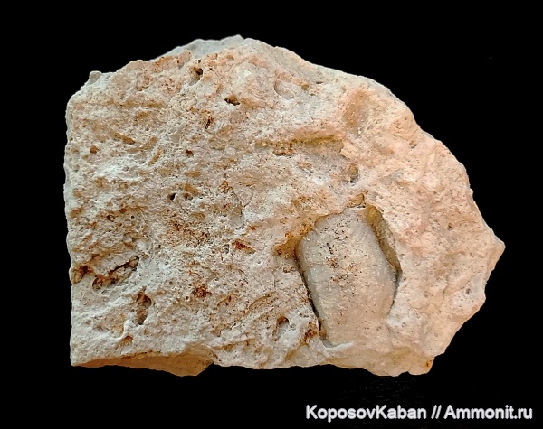 гастроподы, моллюски, карбон, Гжель, Самарская область