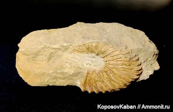 аммониты, мел, апт, Дагестан, Parahoplites