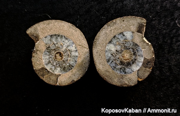 аммониты, юра, волжский ярус, Самарская область, Craspedites, палеоарт, Кашпир