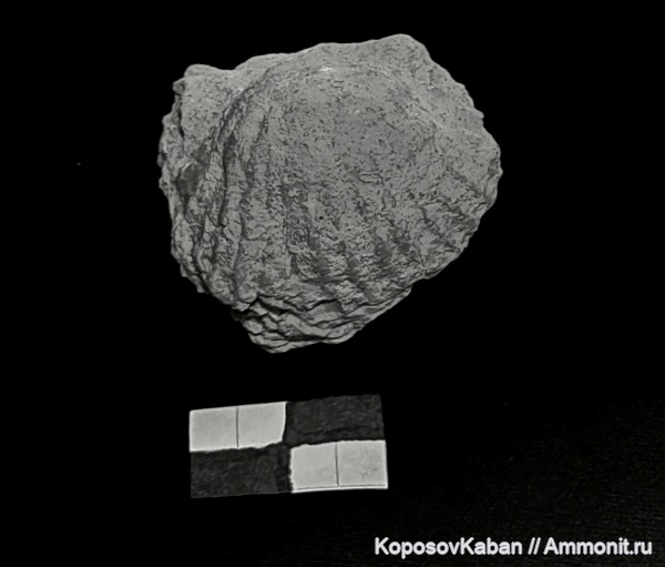 брахиоподы, карбон, Московская область, Meekella