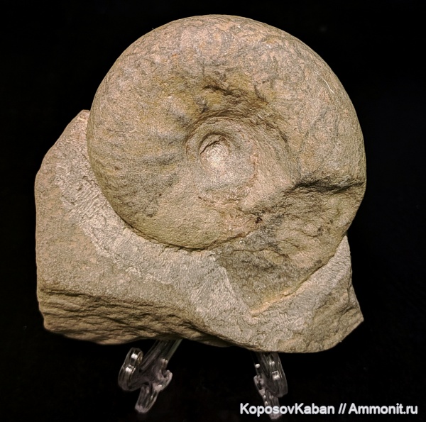 юра, волжский ярус, Самарская область, Craspedites, Кашпир, ихнофоссилии