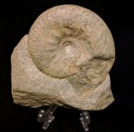 Craspedites и нечто на обратной стороне