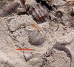 Шипастик малявка (брахиопода)