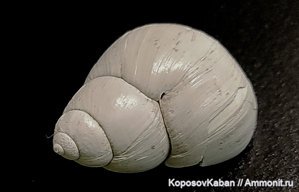 гастроподы, плейстоцен, Самарская область, акчагыл, Viviparidae, улитка