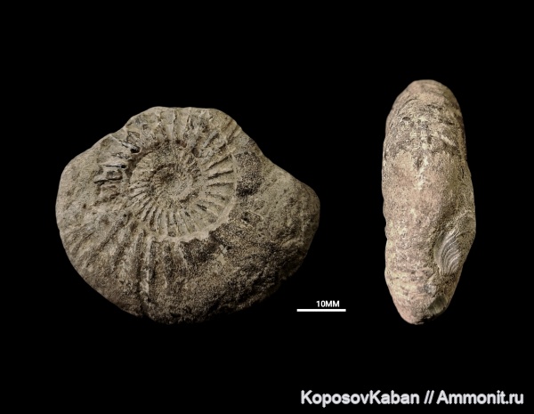 аммониты, юра, волжский ярус, Самарская область, Epivirgatites, Epivirgatites nikitini, Кашпир