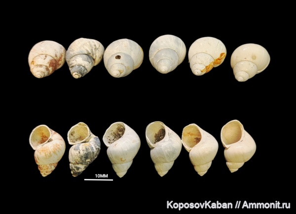 гастроподы, Самарская область, акчагыл, Viviparidae, гелазский ярус