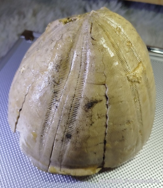 морские ежи, Крым, Echinoidea