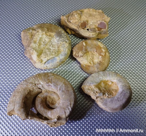 гастроподы, Omphalotrochus