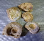 Гастроподы