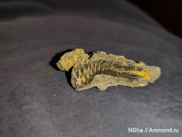 Помогите распознать