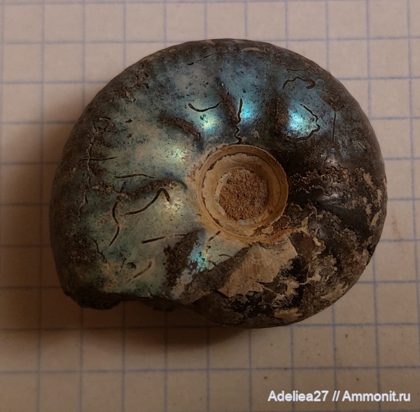 Craspedites, Craspedites milkovensis, Craspeditidae