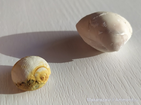 гастроподы, меловой период, маастрихт, Вольск