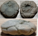 Чашечка морской линии из Тепловки (возможно Cromyocrinus?)