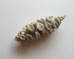 окаменелая шишка  (Geinitzia Schlotheimii)