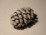 окаменелая шишка  (Sequoia sp.)