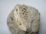 окаменелая шишка (Geinitzia Schlotheimii)