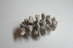 окаменелая шишка  (Sequoia sp.)