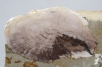 Фрагмент опализированной ветки в песчанике
