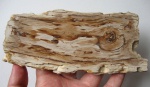 Продольный срез дерева из ахенских песков