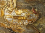 Сердцевина палеозойского дерева (каламит, Arthropitys sp.)  крупным планом