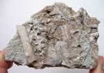 Еще одна шишка Geinitzia sp. из ахенских песков