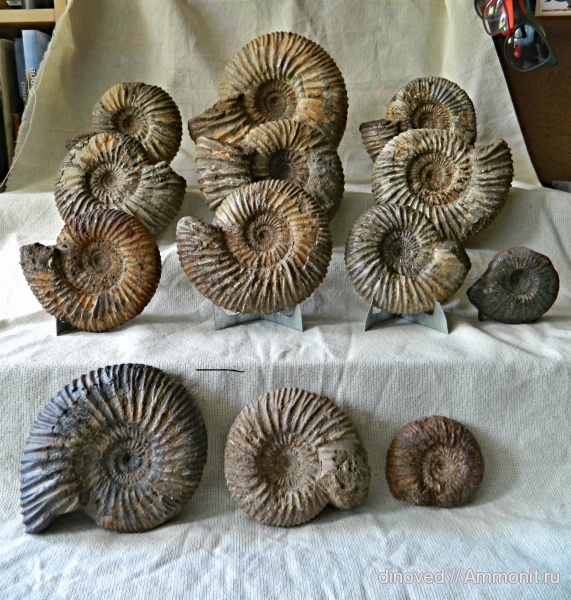 аммониты, юра, волжский ярус, Epivirgatites, Ammonites, Dorsoplanitidae, Paracraspedites