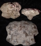 Tremabolites из Колотова Буерака Tremabolites из Колотова Буерака