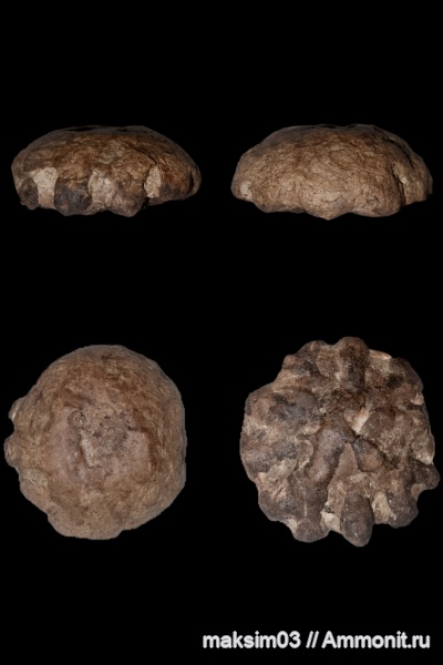 губки, меловой период, Porifera, hexactinellida, гексактинеллиды