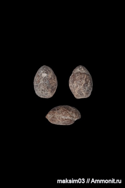 брахиоподы, Terebratula, Terebratulida